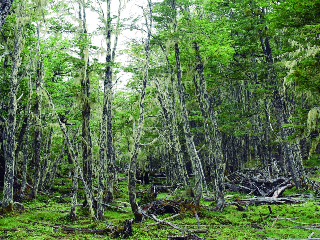 Bosque de Lengas, Puerto Guadal, 11.2.24. Fotógrafa Susana Villar