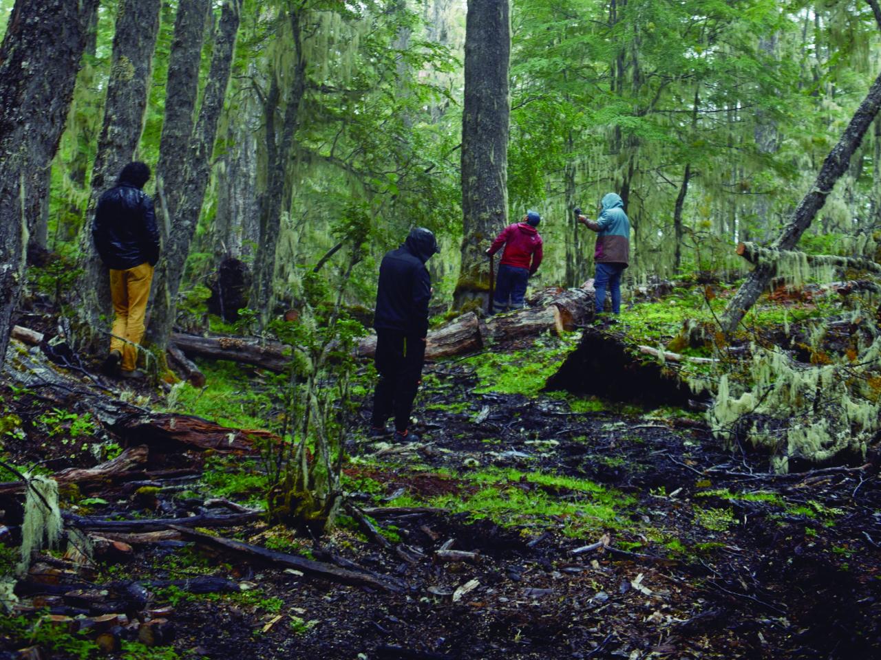 Proceso de búsqueda y creación de tejuelas por Marcial Castillo Levicoy, THV, Bosque de Lengas, Puerto Guadal, 11.2.24. Fotógrafa Susana Villar