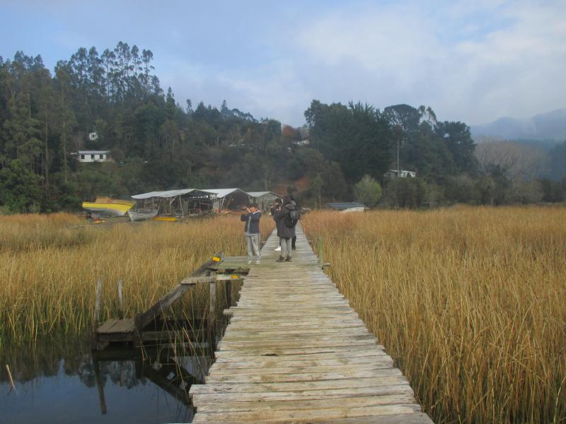 Niños de la escuela rural de Pishuinco junto a facilitadora de CeCrea Valdivia graban imágenes y sonidos del humedal, en el muelle del astillero de Cutipay. (Día del Patrimonio Cultural 2019)