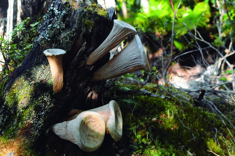 Obra Contemporánea de Lázaro Hernández THV, Caleta Tortel, 9.2.24. Fotógrafa Susana Villar