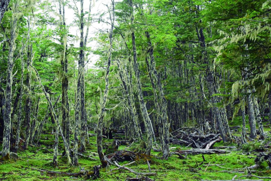 Bosque de Lengas, Puerto Guadal, 11.2.24. Fotógrafa Susana Villar