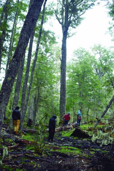 Proceso de búsqueda y creación de tejuelas por Marcial Castillo Levicoy, THV, Bosque de Lengas, Puerto Guadal, 11.2.24. Fotógrafa Susana Villar
