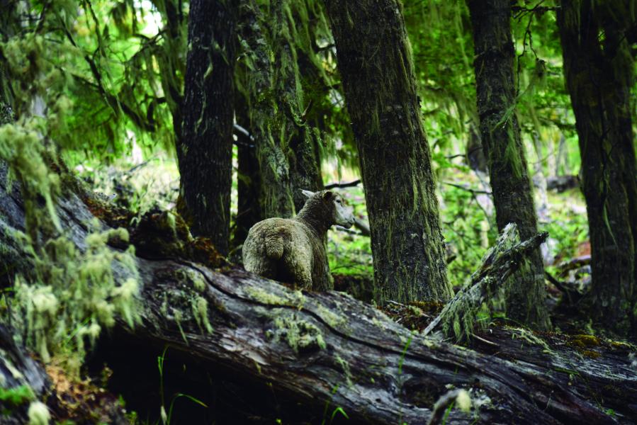 Bosque de Lengas, Puerto Guadal. 1.2.24. Fotógrafa Susana Villar