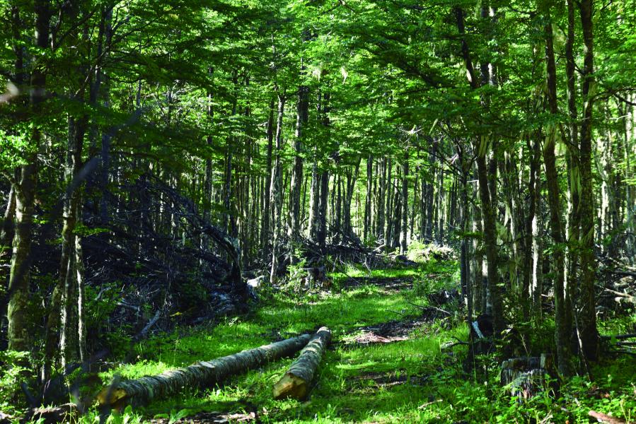 Bosque de Lengas, Villa Ortega, 12.2.24. Fotógrafa Susana Villar
