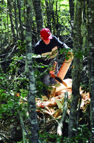 Proceso de creación de tejuelas por Crispín Castillo Castillo , THV, Bosque de Lengas, Villa Ortega, 12.2.24 Fotógrafa Susana Villar